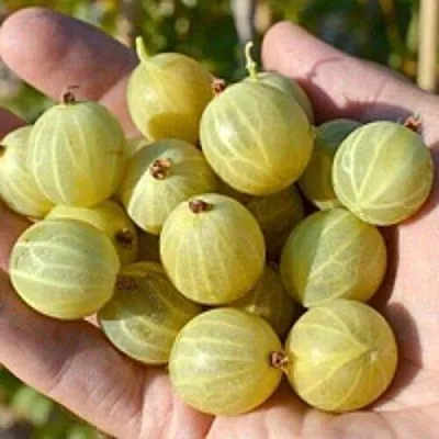 Крыжовник БЕРИЛЛ  Крыжовник БЕРИЛЛ в Санкт-Петербурге