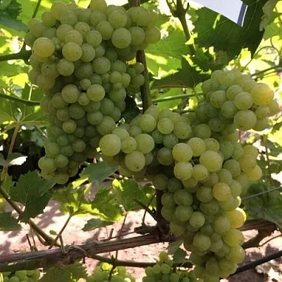 Виноград КИШМИШ 311  Виноград КИШМИШ 311 в Санкт-Петербурге