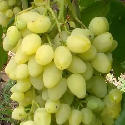 Виноград ЗАРНИЦА  Виноград ЗАРНИЦА в Санкт-Петербурге