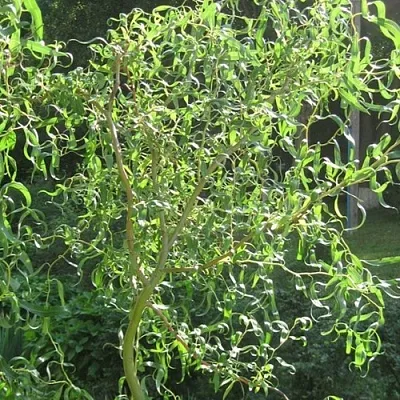 Ива МАТСУДАНА в Санкт-Петербурге