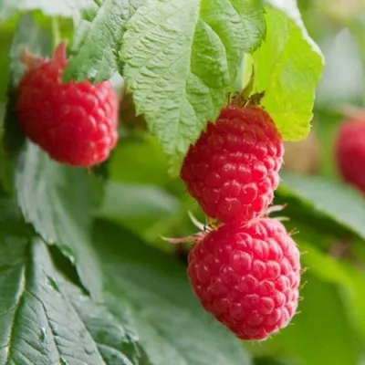 Малина МАРАВИЛЛА — описание сорта Малина МАРАВИЛЛА в Санкт-Петербурге