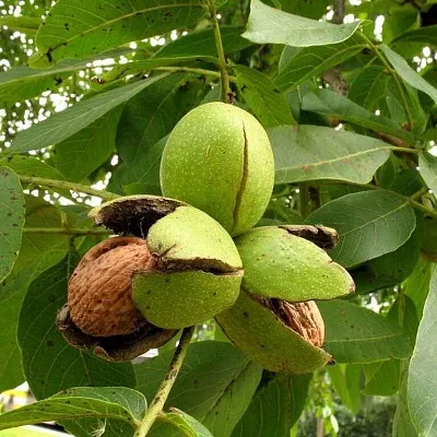 Грецкий орех в Санкт-Петербурге