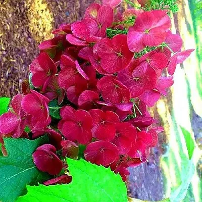 Гортензия АМЕТИСТ дуболистная в Санкт-Петербурге