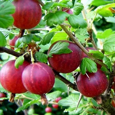 Крыжовник КОНСУЛ  Крыжовник КОНСУЛ в Санкт-Петербурге