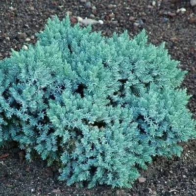 Можжевельник БЛЮ СТАР чешуйчатый  Можжевельник БЛЮ СТАР чешуйчатый в Санкт-Петербурге