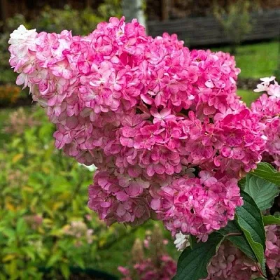 Гортензия МЕГА МИНДИ метельчатая  Гортензия МЕГА МИНДИ метельчатая в Санкт-Петербурге