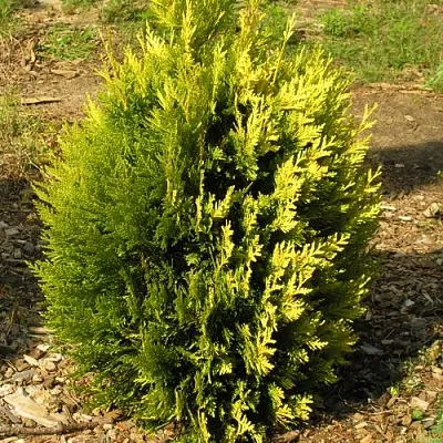 Туя КОППЕР ГОЛД западная  Туя КОППЕР ГОЛД западная в Санкт-Петербурге