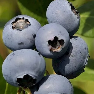 Голубика ЧАНДЛЕР  Голубика ЧАНДЛЕР в Санкт-Петербурге