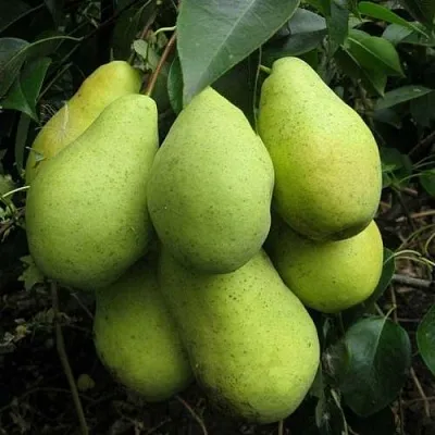 Груша ФЕВРАЛЬСКИЙ СУВЕНИР в Санкт-Петербурге