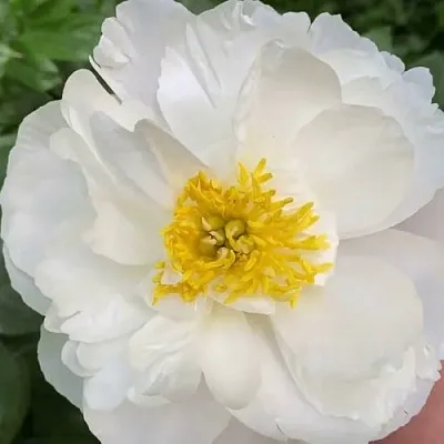 Пион ДУБЛИН травянистый  Пион ДУБЛИН травянистый в Санкт-Петербурге