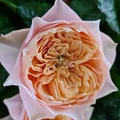 Саженцы роз ВУВУЗЕЛА РОМАНТИК чайно-гибридная  Саженцы роз ВУВУЗЕЛА РОМАНТИК чайно-гибридная в Санкт-Петербурге