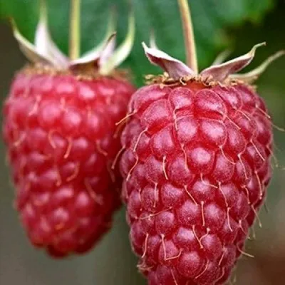 Малина РУБИНОВОЕ ОЖЕРЕЛЬЕ — описание сорта Малина РУБИНОВОЕ ОЖЕРЕЛЬЕ в Санкт-Петербурге