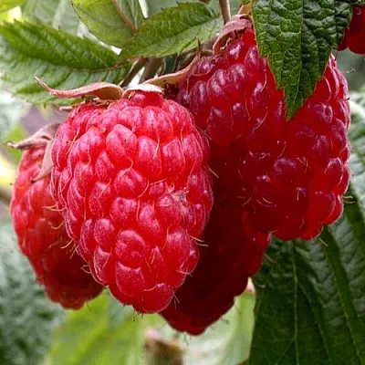 Малина КВЕЛЛИ  Малина КВЕЛЛИ в Санкт-Петербурге