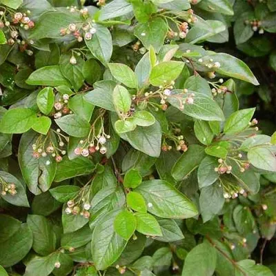 Кизильник блестящий в Санкт-Петербурге