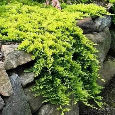 Можжевельник ГОЛДЕН КАРПЕТ горизонтальный  Можжевельник ГОЛДЕН КАРПЕТ горизонтальный в Санкт-Петербурге