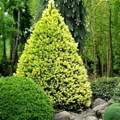 Ель РЕЙНБОУЗ ЭНД сизая  Ель РЕЙНБОУЗ ЭНД сизая в Санкт-Петербурге