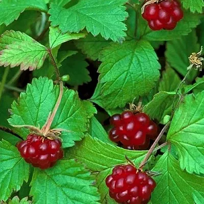 Княженика АУРА  Княженика АУРА в Санкт-Петербурге