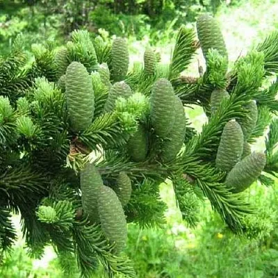 Пихта белая  Пихта белая в Санкт-Петербурге