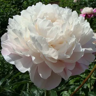 Пион ВОГ травянистый  Пион ВОГ травянистый в Санкт-Петербурге