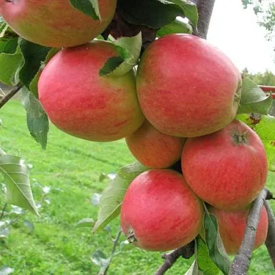 Яблоня ПИККОЛО в Санкт-Петербурге