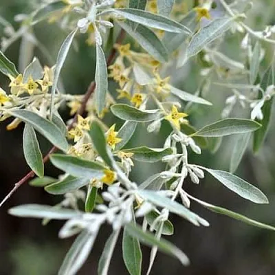 Лох  Лох в Санкт-Петербурге