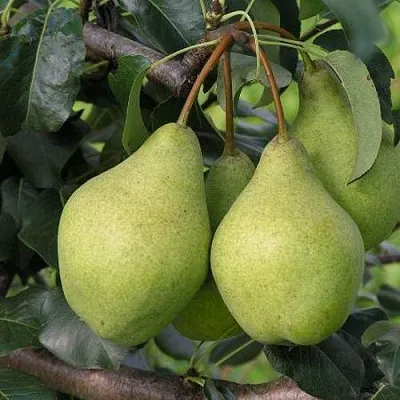 Груша ОРЛОВСКАЯ ЛЕТНЯЯ  Груша ОРЛОВСКАЯ ЛЕТНЯЯ в Санкт-Петербурге