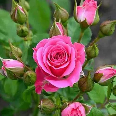 Саженцы роз ЛАВЛИ ЛИДИЯ спрей  Саженцы роз ЛАВЛИ ЛИДИЯ спрей в Санкт-Петербурге