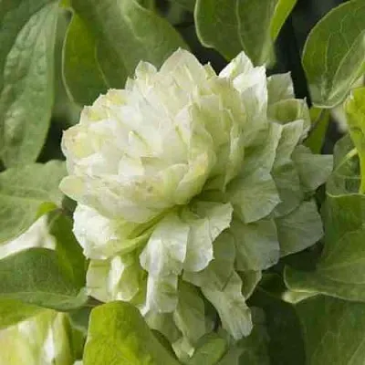 Клематис КОХАНА  Клематис КОХАНА в Санкт-Петербурге