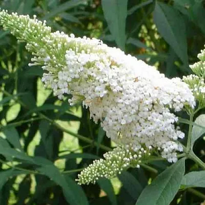 Буддлея давида ВАЙТ ПРОФЬЮЖН  Буддлея давида ВАЙТ ПРОФЬЮЖН в Санкт-Петербурге