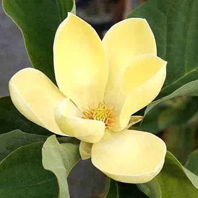 Магнолия ЕЛЛОУ ЛАНТЕРН  Магнолия ЕЛЛОУ ЛАНТЕРН в Санкт-Петербурге