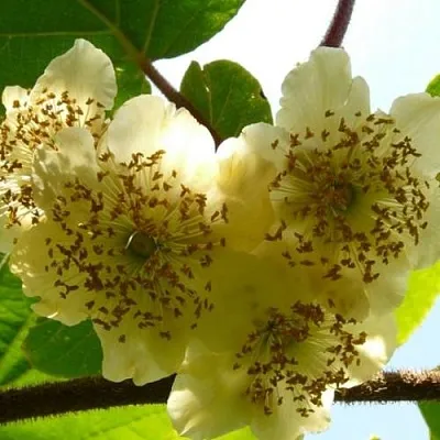 Актинидия АТЛАС (МУЖСКОЙ)  Актинидия АТЛАС (МУЖСКОЙ) в Санкт-Петербурге