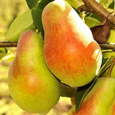 Груша РУССКАЯ КРАСАВИЦА (КРАСАВИЦА ЧЕРНЕНКО) в Санкт-Петербурге