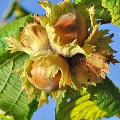 Фундук ТОНДА РОМАНА в Санкт-Петербурге