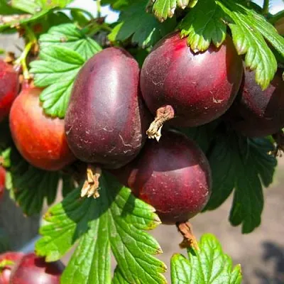 Крыжовник ЧЕРНОСЛИВОВЫЙ  Крыжовник ЧЕРНОСЛИВОВЫЙ в Санкт-Петербурге