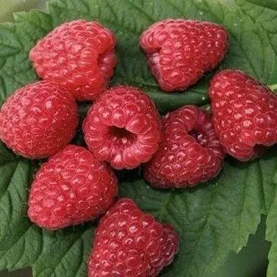 Малина ЗЮГАНА  Малина ЗЮГАНА в Санкт-Петербурге