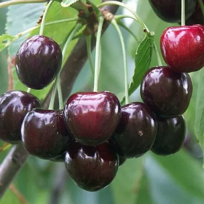 Черешня ЛЮБИМИЦА АСТАХОВА в Санкт-Петербурге