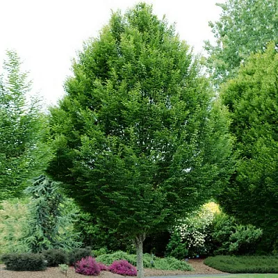 Граб в Санкт-Петербурге