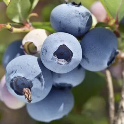 Голубика ХУРОН (ГУРОН) — описание сорта Голубика ХУРОН (ГУРОН) в Санкт-Петербурге