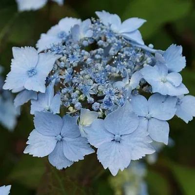 Гортензия БЛЮ ДЕКЛ пильчатая  Гортензия БЛЮ ДЕКЛ пильчатая в Санкт-Петербурге