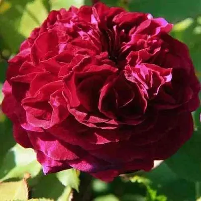 Саженцы роз ДИНО ДЕ ЛАУРЕНТИС шраб  Саженцы роз ДИНО ДЕ ЛАУРЕНТИС шраб в Санкт-Петербурге