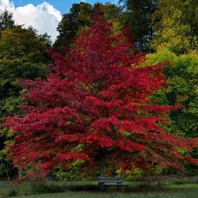 Дуб болотный в Санкт-Петербурге