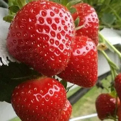 Клубника АРГЕНТЕРА  Клубника АРГЕНТЕРА в Санкт-Петербурге