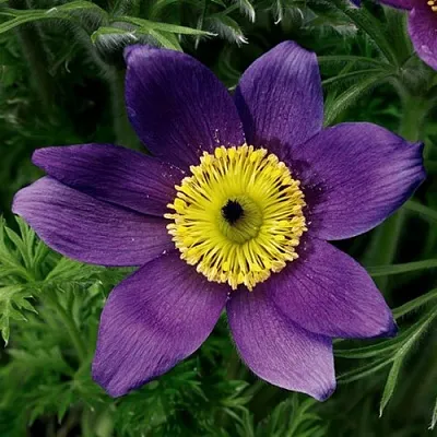 Прострел ПИНВИЛ БЛЮ ШЕЙДЕС  Прострел ПИНВИЛ БЛЮ ШЕЙДЕС в Санкт-Петербурге