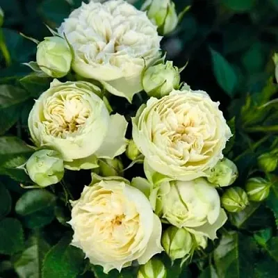 Саженцы роз БЛАНШЕТТ спрей  Саженцы роз БЛАНШЕТТ спрей в Санкт-Петербурге