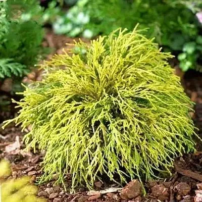 Кипарисовик ВАВЕЛ горохоплодный  Кипарисовик ВАВЕЛ горохоплодный в Санкт-Петербурге