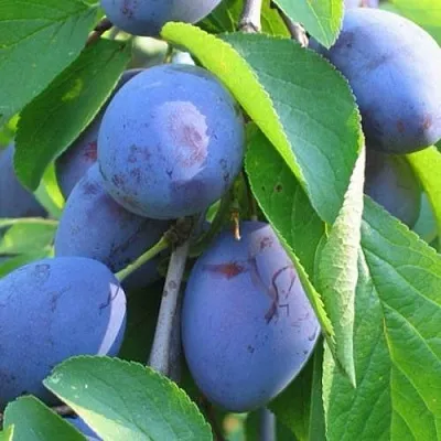 Слива ПЕРДРИГОН  Слива ПЕРДРИГОН в Санкт-Петербурге