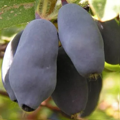 Жимолость съедобная КРУПНОПЛОДНАЯ  Жимолость съедобная КРУПНОПЛОДНАЯ в Санкт-Петербурге