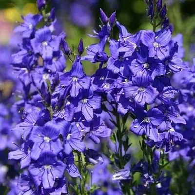 Вероника австрийская  Вероника австрийская в Санкт-Петербурге