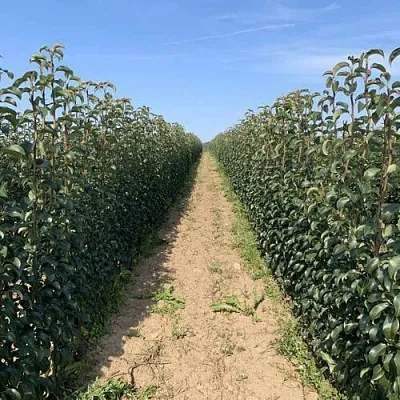 Саженцы почтой и ТК Саженцы почтой и ТК в Санкт-Петербурге