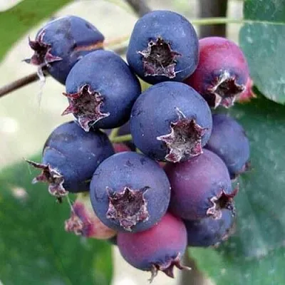 Ирга SLEYT в Санкт-Петербурге